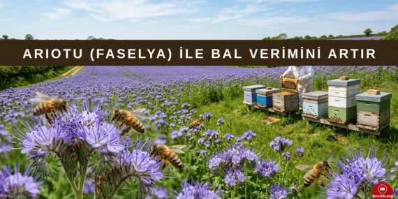 Arıotu (Faselya) Nedir, Ne İşe Yarar ve Nasıl Yetiştirilir?