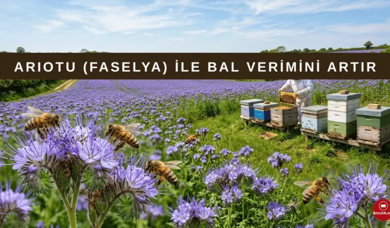 Arıotu (Faselya) Nedir, Ne İşe Yarar ve Nasıl Yetiştirilir?