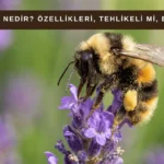 Erkek Arı Nedir? Ne İşe Yarar? Görevi Nedir? thumbnail