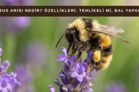 Bombus arısı nedir yakın çekim bombus arısı