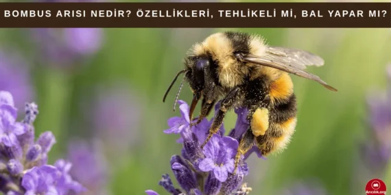 Bombus Arısı Nedir? Özellikleri, Tehlikeli mi, Bal Yapar mı? (2026)