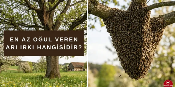 Hangi Arı Irkı Daha Az Oğul Verir? (Karşılaştırmalı İçerik)