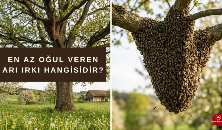 Hangi Arı Irkı Daha Az Oğul Verir? (Karşılaştırmalı İçerik)