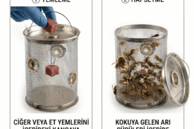 Eşek arısı kapanı kurulumu ve tavuk ciğeri ile yemleme tekniği