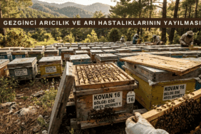 Türkiye’de gezginci arıcılık sırasında arı kolonilerinin hastalık yayılımını gösteren sahne, yoğun koloniler ve çam ormanı ortamı ile birlikte.
