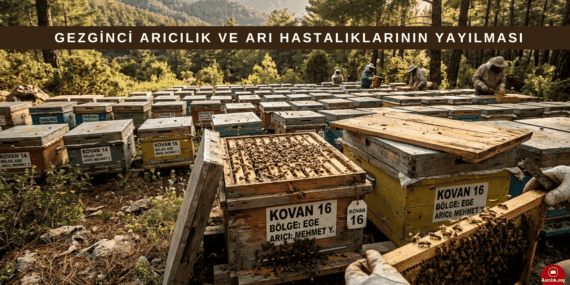 Gezginci Arıcılık ve Arı Hastalıklarının Yayılması: Riskler ve Çözüm Önerileri