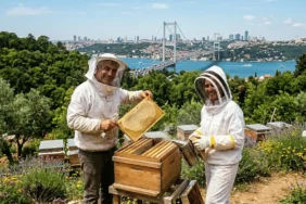 İstanbulda arıcılık yapılır mı boğaz manzaralı arı kovanı