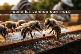 Pudra ile varroa tespiti için kavanozda şekerle kaplanmış arılar ve düşen varroalar