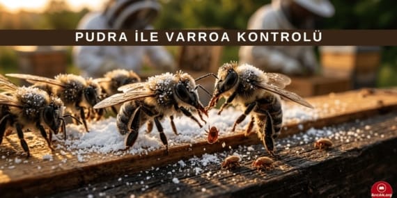 Pudra ile Varroa Tespiti Nasıl Yapılır? En Pratik Yöntem