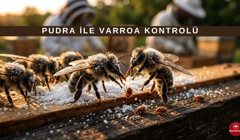 Pudra ile Varroa Tespiti Nasıl Yapılır? En Pratik Yöntem