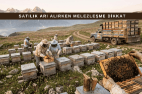 Türkiye’de satılık arı alımı sırasında melezleşme riskini gösteren sahne, koloniler arası taşıma ve yoğun arı gruplarıyla birlikte.