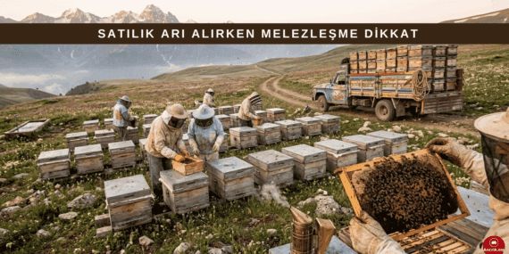 Satılık Arı Alırken Melezleşme ve Bölgeler Arası Arı Ticareti