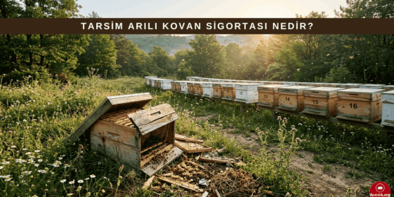 TARSİM Arılı Kovan Sigortası Nedir? Nasıl Başvurulur? (2026 Güncel)