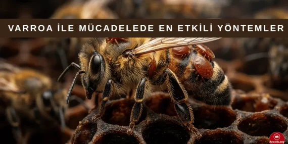 Varroa ile Mücadele Stratejisi: En Etkili Yöntemler