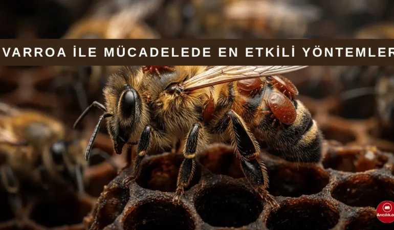 Varroa ile Mücadele Stratejisi: En Etkili Yöntemler