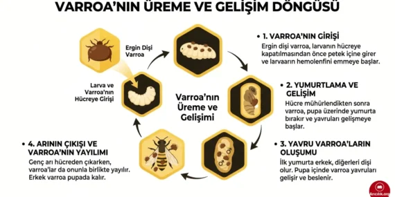 Varroanın Üreme Döngüsü: Kıştan Bahara Kolonide Gelişimi