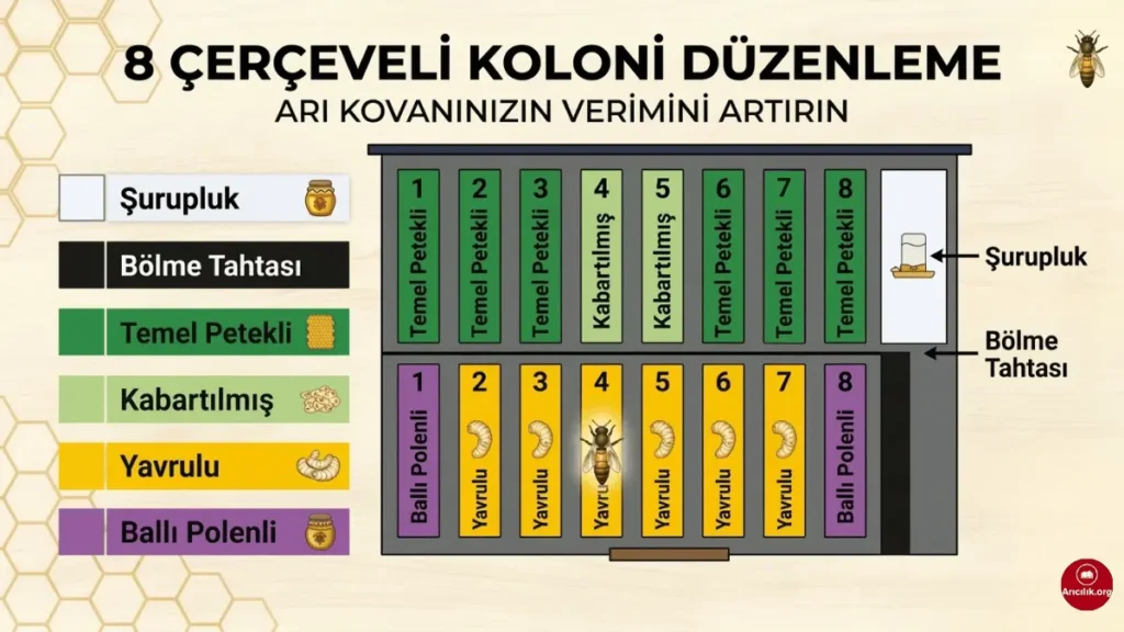 8 çerçeve arı çıtası düzenleme şeması ile kovan içi koloni yönetimi, yavru alanı ve bal-polen dağılımının doğru yerleşimi