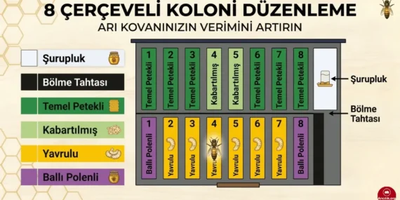 8 Çerçeve Arı Çıtası Düzenleme: Doğru Koloni Yönetimi ve Teknik Uygulama
