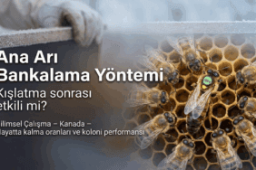 Ana arı bankalama yöntemi kapsamında petek üzerinde işaretli ana arı ve koloni yönetimi görseli
