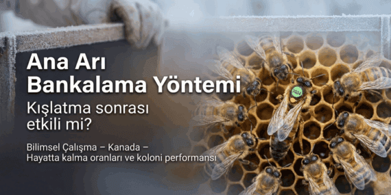Ana Arı Bankalama Yöntemi Etkili mi? Bilimsel Araştırma Ne Diyor?