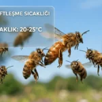 Ana Arı Sağlığı Neden Bu Kadar Önemli? thumbnail