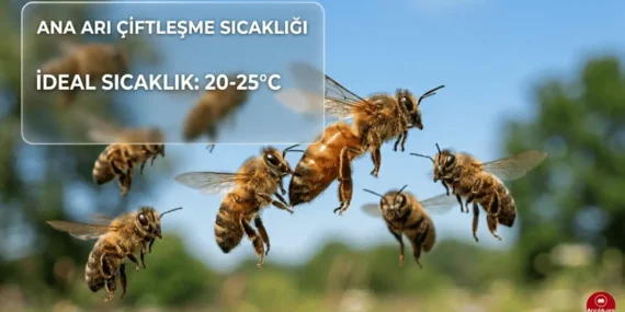 Ana Arı Kaç Derece Sıcaklıkta Çiftleşir?
