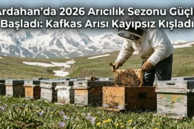 Ardahan’da kafkas arısı kovanları ve arıcı kontrolü