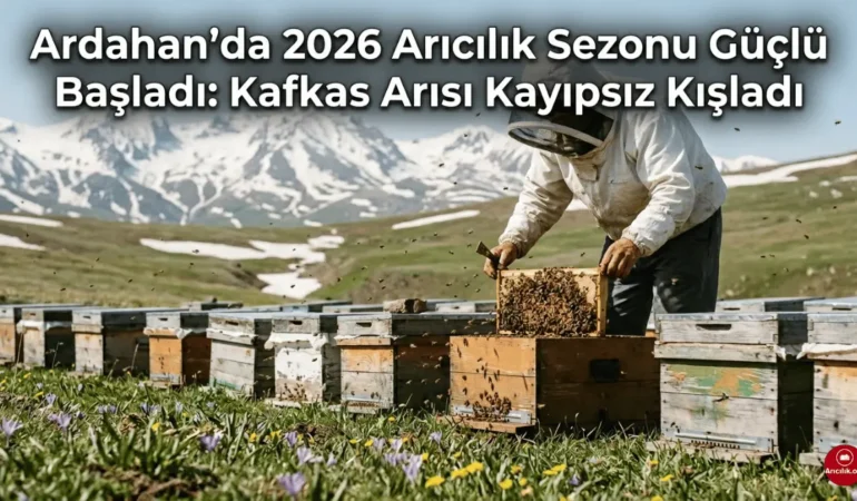 Ardahan’da 2026 Arıcılık Sezonu Güçlü Başladı: Kafkas Arısı Kayıpsız Kışladı