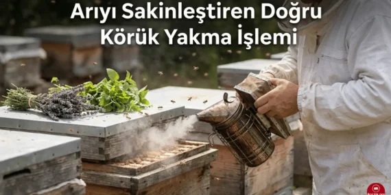 Arı Körüğünde Ne Yakılmalı? Bu Konuda Dikkat Etmeniz Gerekenler