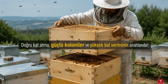 Arıcılıkta İdeal Kat Atma Yöntemi: Alttan 2 Çıta Çekme Tekniği Nasıl Yapılır?