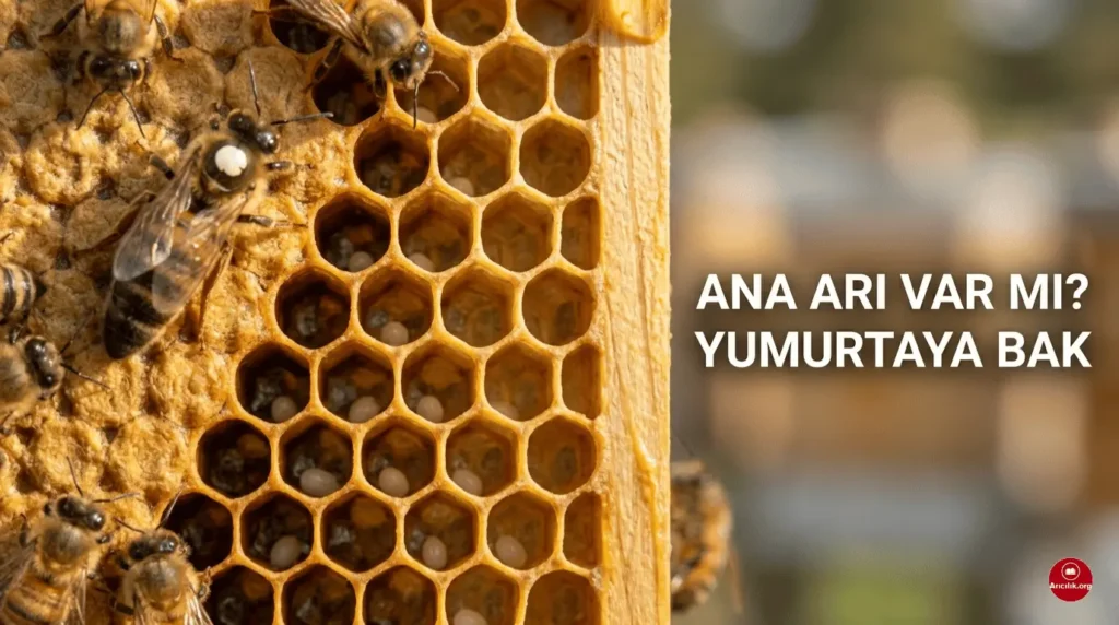 Arıda günlük yumurta kontrolü ve petekte ana arı yumurtası görünümü