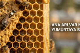 Arıda günlük yumurta kontrolü ve petekte ana arı yumurtası görünümü