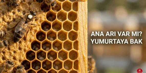 Arıda Günlük Yumurta Kontrolü Nasıl Yapılır ve Nasıl Anlaşılır?