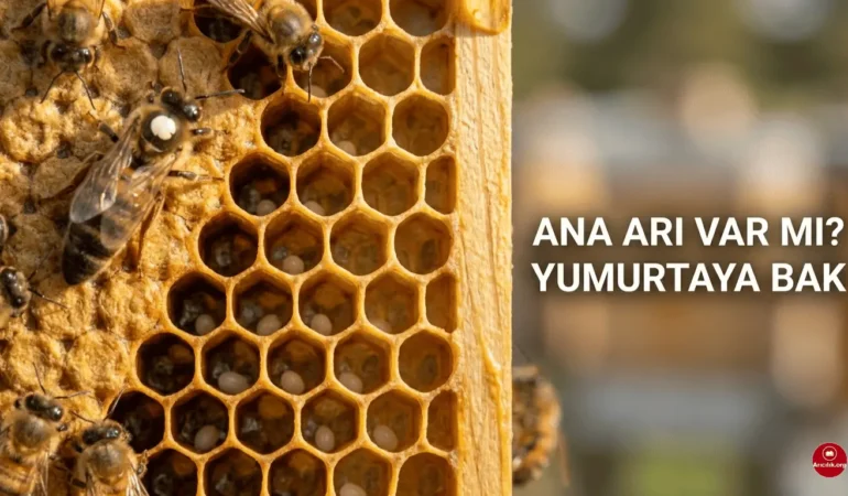 Arıda Günlük Yumurta Kontrolü Nasıl Yapılır ve Nasıl Anlaşılır?