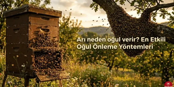 Arılar Neden Oğul Verir? (2026 Güncel Arıcılık Rehberi)