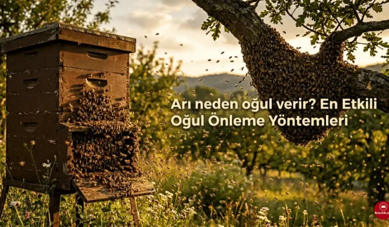 Arılar Neden Oğul Verir? (2026 Güncel Arıcılık Rehberi)