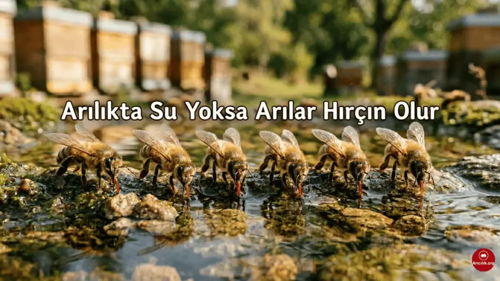 Arılar su olmadan yaşar mı sorusuna örnek, bal arıları su içerken