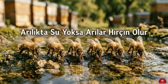 Arılar Su Olmadan Yaşar mı? Kolonide Su Eksikliği Ne Yapar?