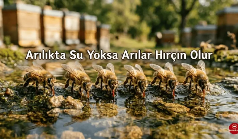 Arılar Su Olmadan Yaşar mı? Kolonide Su Eksikliği Ne Yapar?