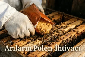 Arıların polen ihtiyacı için kovan içinde polen keki beslemesi