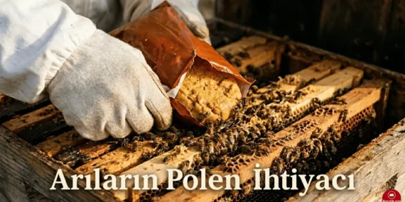 Arıların Polen İhtiyacı: Koloni Gelişimi İçin Kritik Besin Kaynağı