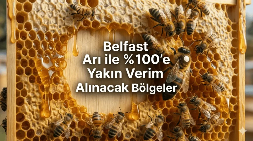 Belfast arı özellikleri, yüksek bal verimi ve güçlü koloni yapısı