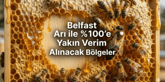 Belfast Arı Özellikleri, Verimi ve Türkiye Uyum Adaptasyonu