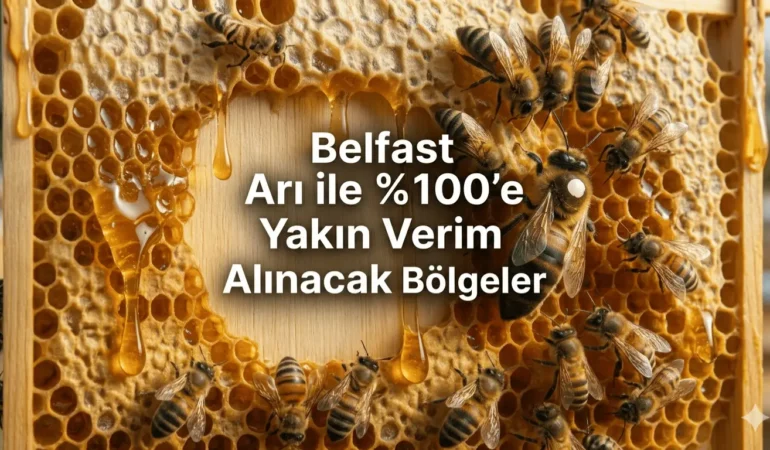 Belfast Arı Özellikleri, Verimi ve Türkiye Uyum Adaptasyonu
