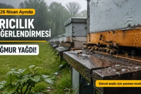 İstanbul’da yağışlı hava arıcılığı etkiledi, kovanlarda arılar