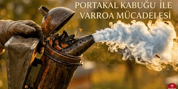 Portakal Kabuğu ile Varroa Mücadelesi (Doğal Yöntem)