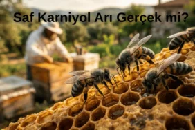 Saf karniyol arı kolonisi ve karniyol ana arı örneği