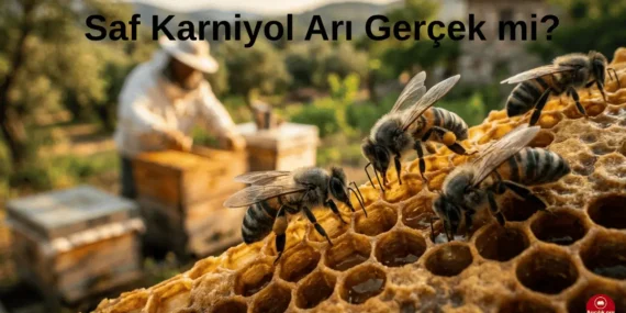 Saf Karniyol Arı Var mı? Türkiye’de Saf Karniyol Gerçeği
