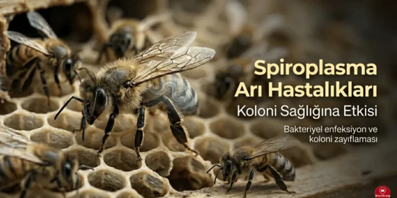 Spiroplasma Arı Hastalıkları Nedir ve Koloni Sağlığını Nasıl Etkiler?
