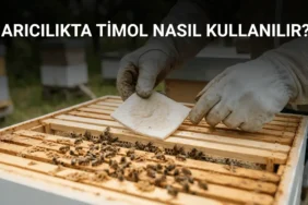 arıcılıkta timol kullanımı varroa mücadelesi kovan içinde uygulama